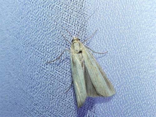 Agriphila tristella